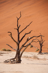 Fototapeta na wymiar Dead Trees in Deadvlei, Namib Desert, Namibia