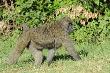 Tanzania Parco Serengeti babbuino
