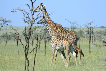 Naklejka na ściany i meble Tanzania Parco Serengeti giraffe 
