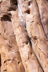 Texture of Bark of Quiver Tree  .