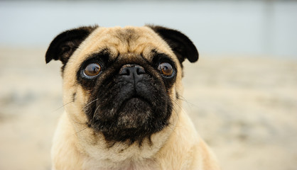 Pug head shot at beach