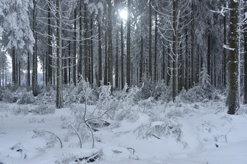 Fototapeta premium L'une des forêt de conifères sous la neige et une éclaircie au plateau des Hautes Fagnes en Belgique