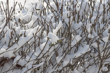 a winter pore, is snow-bound branches of trees