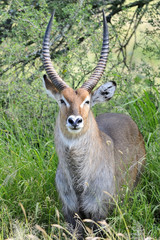 Tanzania Parco Serengeti cobo antilope d'acqua
