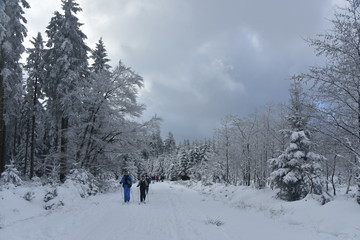 Fototapeta na wymiar Promenade en ski de fond au plateau des Hautes Fagnes en Belgique