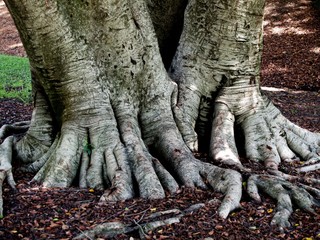 troncos de ficus con raíces