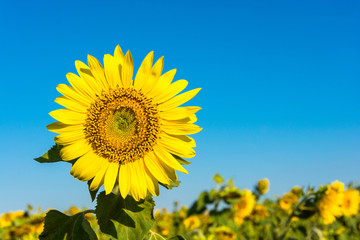 Naklejka premium Bright yellow sunflowers.