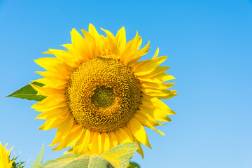 Bright yellow sunflowers.