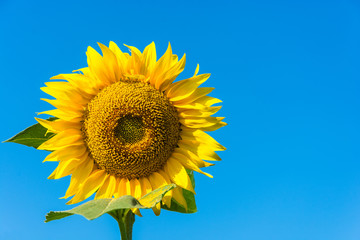 Obraz premium Bright yellow sunflowers.