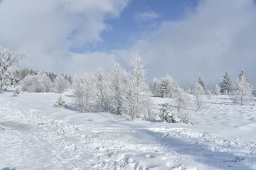 Obraz premium Paysage de neige sous une éclaircie au plateau des Hautes Fagnes en Belgique
