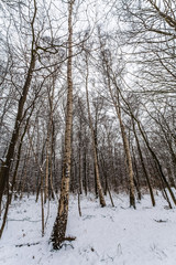 buchenwald im winter