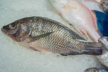tilapia fish or mango fish