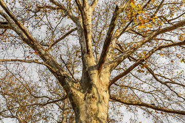 Fototapeta na wymiar Fragment texture of old autumn tree in mountain forest. Autumn s
