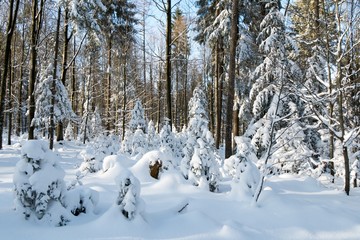 Tief verschneiter Tannenwald