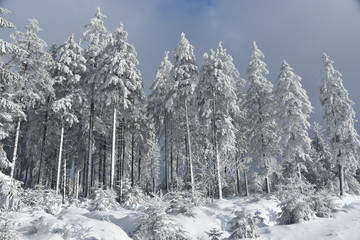 Conifères couverts de givre et de neige sous une éclaircie au plateau des Hautes Fagnes en Belgique