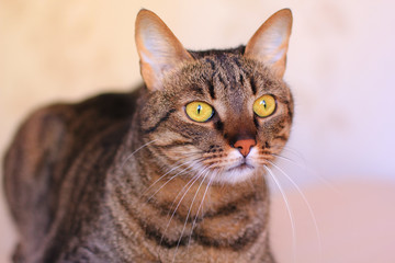 tabby cat with bright yellow eyes