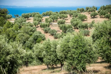 Photo sur Plexiglas Olivier Olive trees grove by the sea
