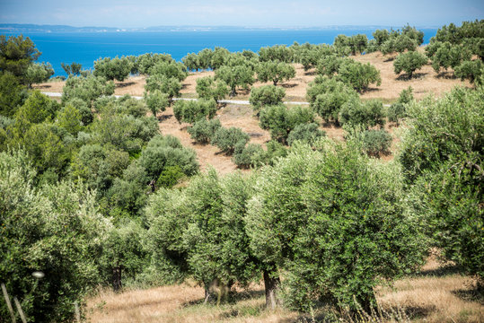 Olive trees grove by the sea