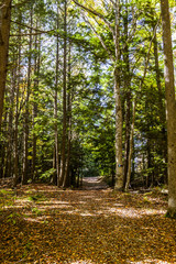 Obraz premium Path in the Fall Forest