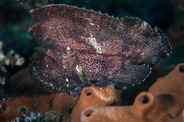 Leaf Scorpionfish on a Tropical Pacific Reef