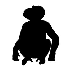 Vector black silhouette of a chimpanzee, sitting and looking up. Front view. Isolated on white.