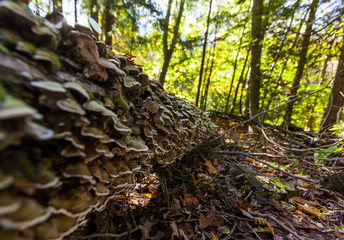 Bracket Fungi Grow on Fallen Tree
