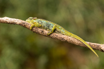 chameleon on twig in ruwenzori mountains, uganda