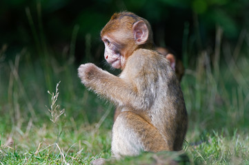 Barbary Macaque (Macaca Sylvanus)/Baby Barbary Macaque in long grass