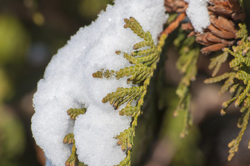 a winter pore, is snow-bound branches of trees