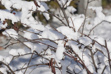 a winter pore, is snow-bound branches of trees