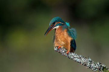 Kingfisher (Alcedo Atthis)/Kingfisher perched on moss covered branch buffeted by the wind