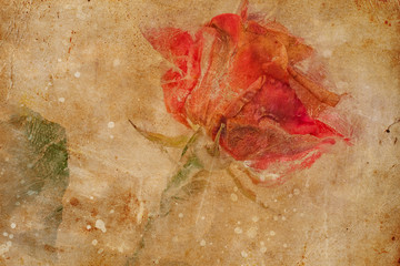 Frozen beautiful red rose flower