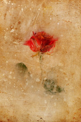 Frozen beautiful red rose flower