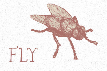 Obraz premium hand drawn vector insect - angry and dirty huge fly