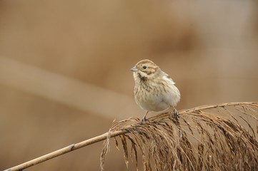 Reed Bunting (Emberiza schoeniclus)