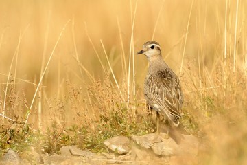 Eurasian Dotterel (Charadrius morinellus)