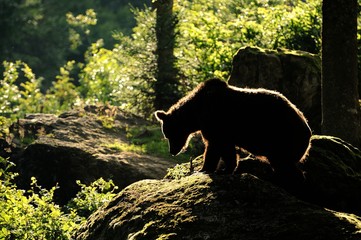 Bear (Ursus arctos)