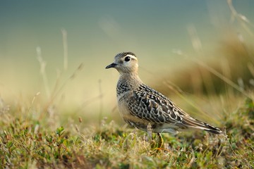 Eurasian Dotterel (Charadrius morinellus)