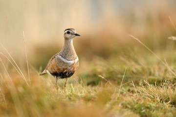 Eurasian Dotterel (Charadrius morinellus)