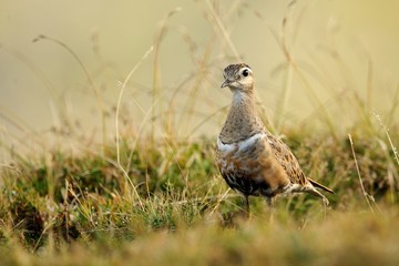 Eurasian Dotterel (Charadrius morinellus)