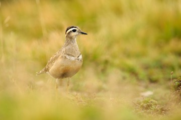 Eurasian Dotterel (Charadrius morinellus)