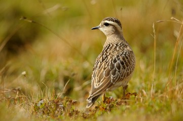 Eurasian Dotterel (Charadrius morinellus)