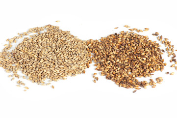 malt grains on white