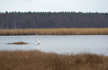 Wild swan in the Slokas lake
