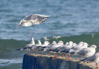 Group of seagulls © Curioso.Photography