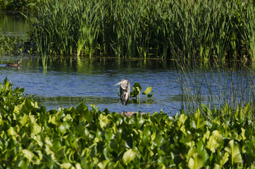 Great Blue Heron relaxing