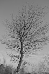 Fototapeta na wymiar lonely dry tree on on a background black-white, the surrounding small dry trees