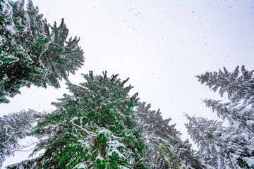 The bottom view on snow-covered tree