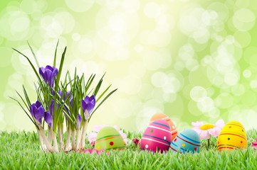 Osterwiese mit Krokus Bokeh grün