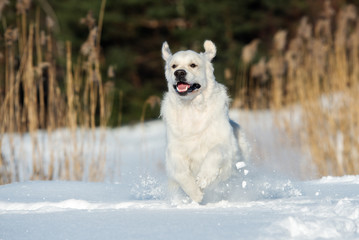 happy golden retriever dog running outdoors in winter
